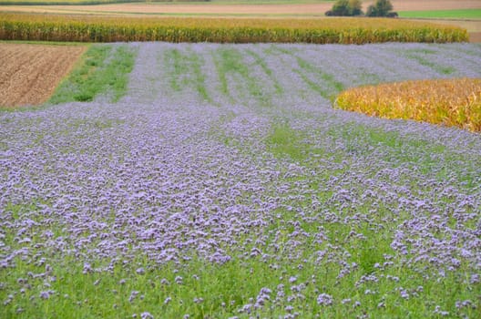 Flowering Phacelia for natural soil improvement