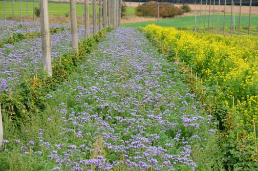 Profitable cultivation