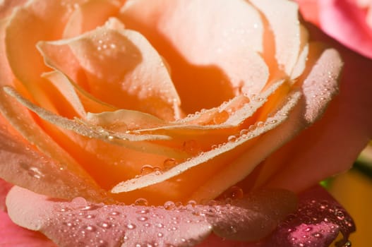Close-up of orange rose petals with water drops