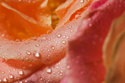 Close-up of orange rose petals with water drops