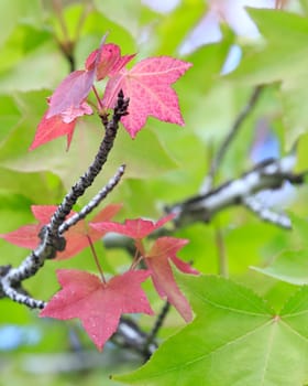 autumn colors