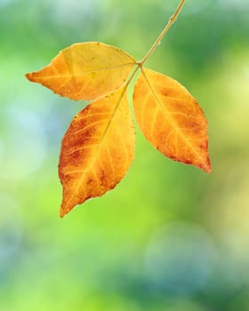 autumn background