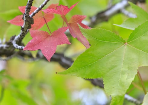 autumn colors