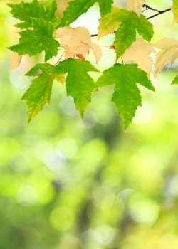 autumn colors