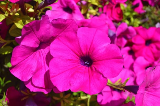 A closeup shoot of some violet flowers in bright sunshine in a garden.