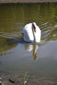 A beautiful but lonely white swan on a small lake, very peaceful on a sunny day.