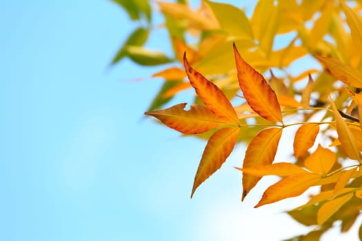 autumn background