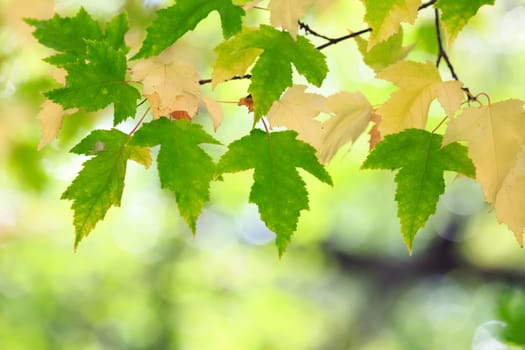autumn colors