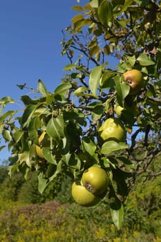 A bunch of ripe pears on a tree under bright blue sky in beautiful sunshine.