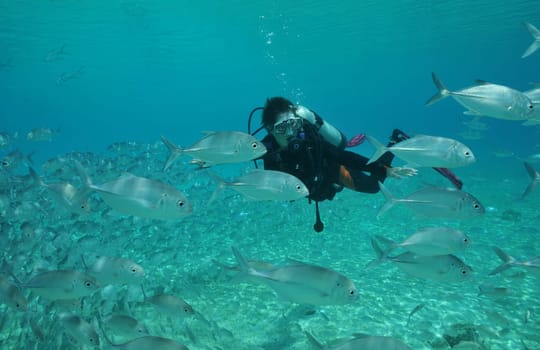 Diving with mackerel
