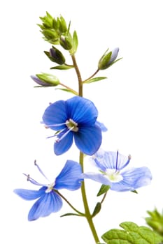 Dark blue field flower, it is isolated on white