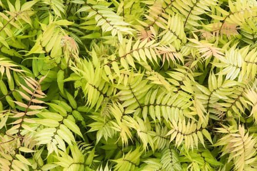 Background from leaves of an ornamental shrub, a close up