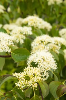 Blossoming decorative bush, close up