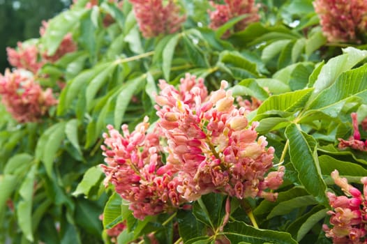 Blossoming decorative bush, close up