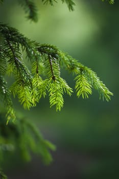 Branch of a fur-tree, close up