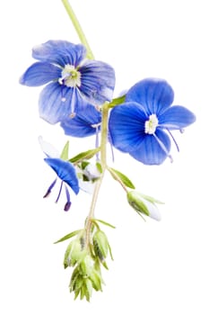 Dark blue field flower, it is isolated on white