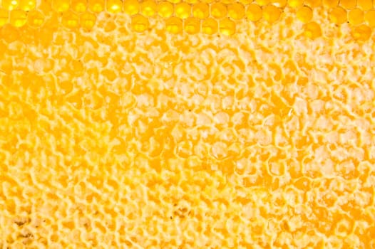 wooden frame with honeycomb full of honey