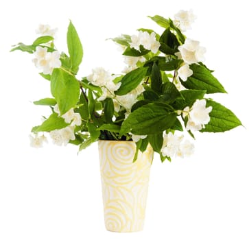 Flowers of a jasmin in a vase, it is isolated on white