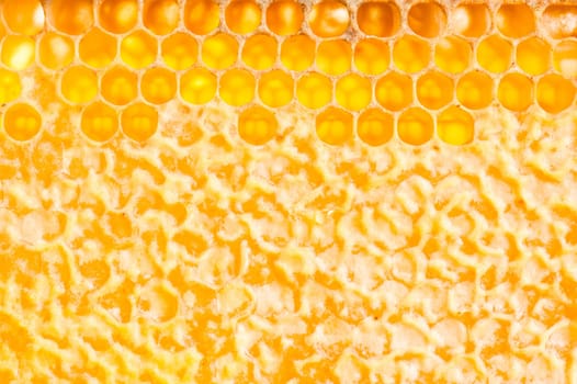 wooden frame with honeycomb full of honey