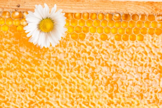 Daisy on a background of honeycombs