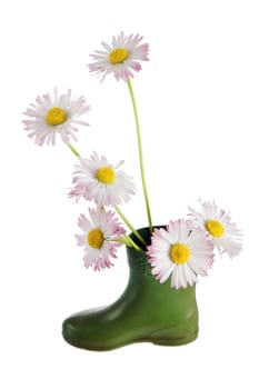 Bouquet of daisies in a boot, it is isolated on white.