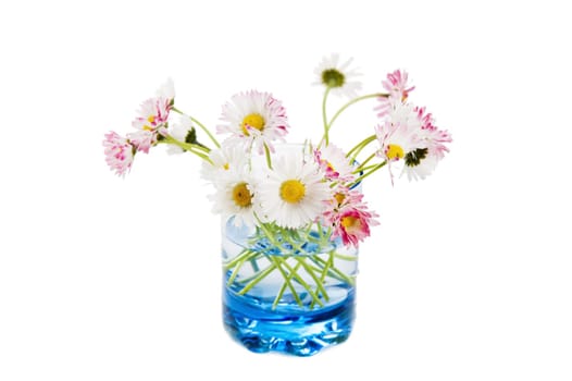 Flowers of a daisy in a glass, it is isolated on white