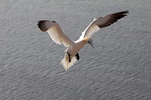 Gannets on the Vogelfelsen on Heligoland