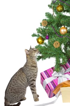 Family tabby cat sitting under the tree eyeing the tempting Christmas decorations isolated on white