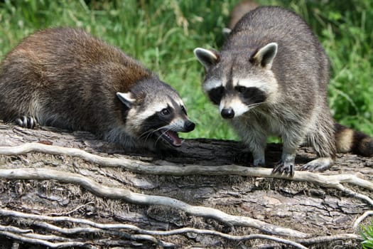Fighting raccoons
