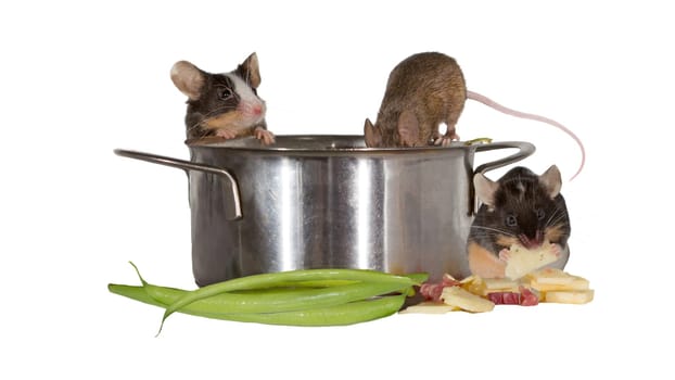 Three mice investigating the kitchen clambering into a stainless steel cooking pot and stealing fresh vegetables as thye have fun isolated on white
