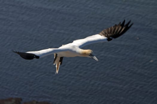 Gannets on the Vogelfelsen on Heligoland