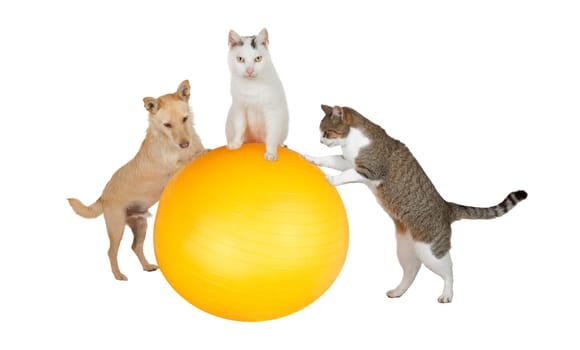 Fun conceptual image of three family pets, a jack russell terrier and two cats, working out in the gym doing balancing and stretching exercises with a pilates ball isolated on white