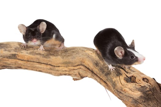 Two cute little mice scampering along a log as they explore their environment isolated on white