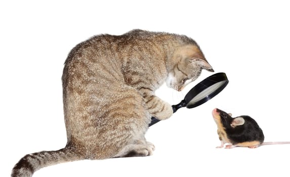 Humorous conceptual image of a nearsighted cat with myopia peering at a little mouse through a magnifying glass isolated on white