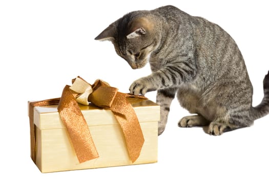 Family cat enjoying Christmas pawing at a large gold wrapped gift with its paw in an effort to discover the contents isolated on white