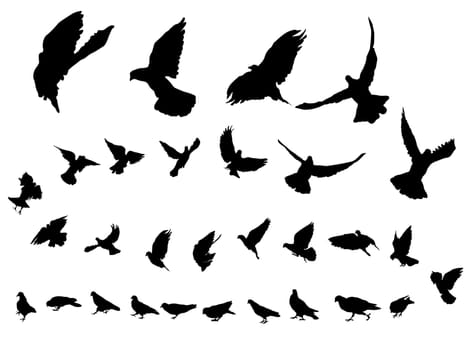 Detailed pigeon bird silhouettes over white background