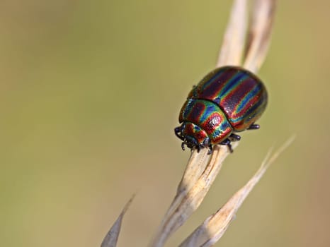 Rainbow leaf beetle (Chrysolina cerealis)