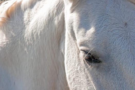 Camargue Horse