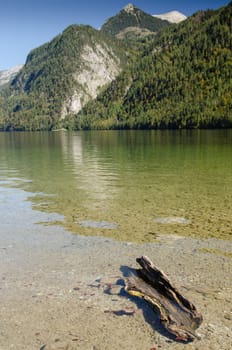 Dead wood in the Königssee mountain lake near Berchtesgaden