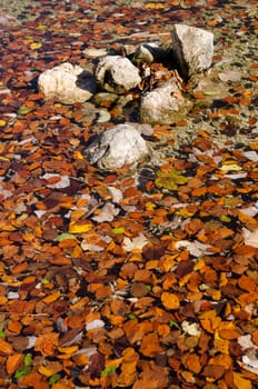 Stones and leaves in autumnal colours in the water of a mountain lake