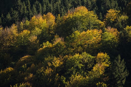 Autumnal colouring of the foliage in a mixed forest in Bavaria