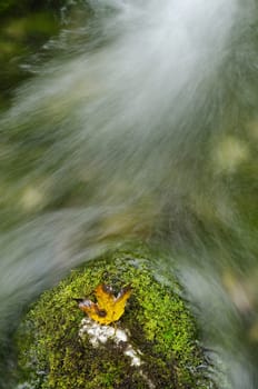 Yellow Maple Leaf on Green Moss in a Spring
