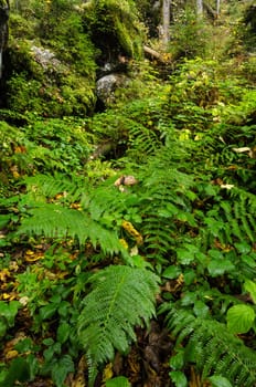 Green fern and plants in the mountain forest of the magic forest near Ramsau in Bavaria