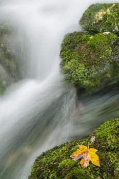 Yellow maple leaf and flowing spring near Ramsau near Berchtesgaden