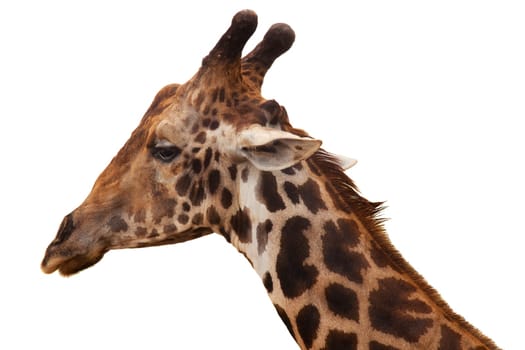Giraffe,close-up of head isolated against white background