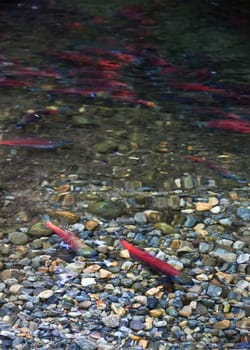 spawning salmon