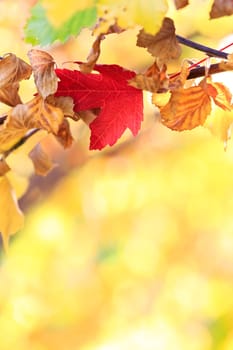 autumn background