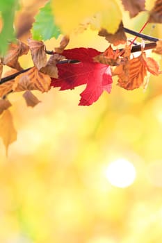 autumn background