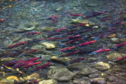 spawning salmon