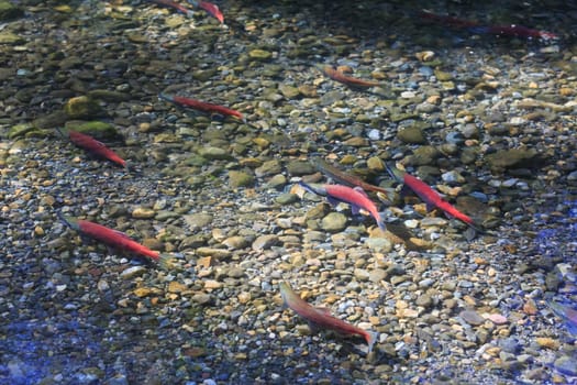 spawning salmon